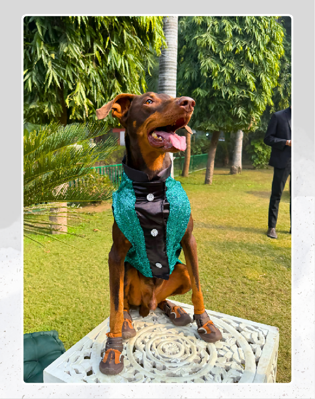 Green Sequin Tuxedo | Dog Tuxedo | Pet Tuxedo | Formal Suit for Dogs, Cats & Pets | Wedding, Party & Special Occasion Outfit