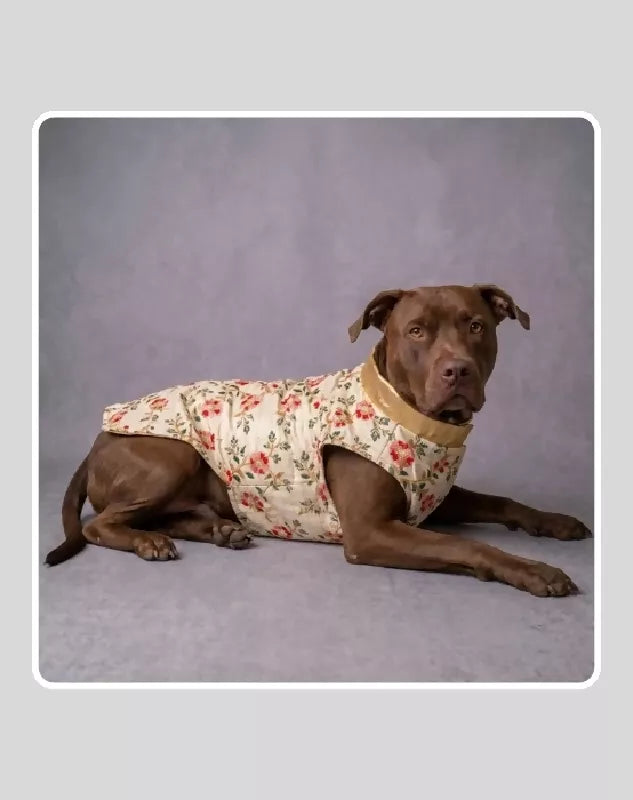 Beige Sherwani With Multicolour Floral Work | Ethnic Jacket | Dress - Party - Winter - Wedding Wear for Dog, Cat and Puppy
