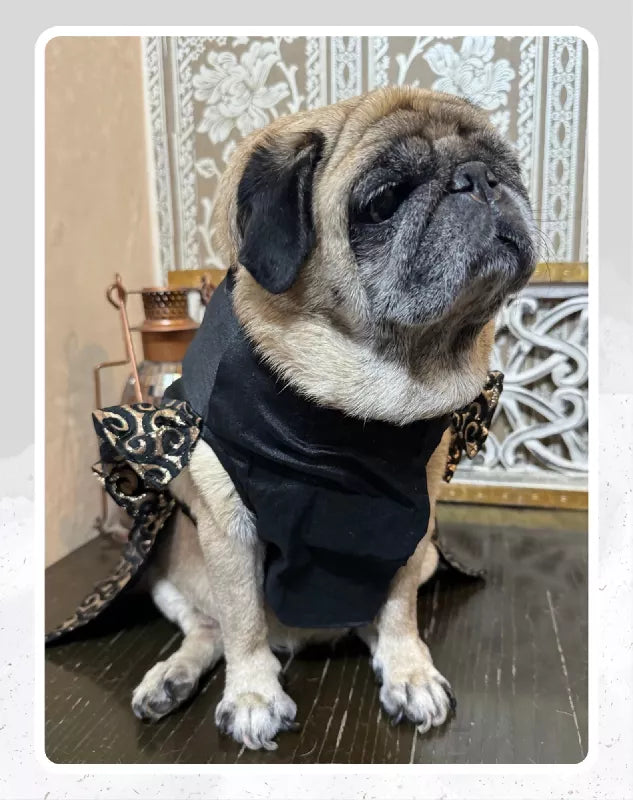 Elegant Black & Gold Suit/Lehenga Choli for Pets for All Special Occasions and Weddings