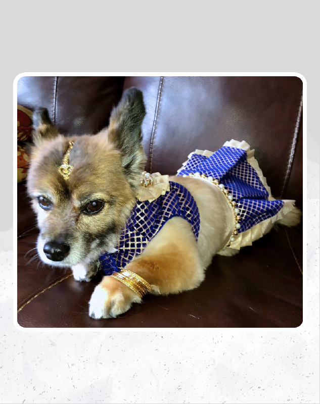 Blue & Gold Lehenga Choli for Dogs & Cats | Dog Lehenga | Pet Lehenga Choli | Indian Dress for Dogs, Cats & Pets | Traditional Wedding & Festival Outfit