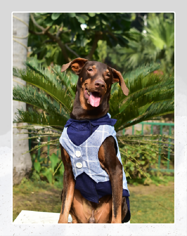 Blue Denim Tuxedo | Dog Tuxedo | Pet Tuxedo | Formal Suit for Dogs, Cats & Pets | Wedding, Party & Special Occasion Outfit