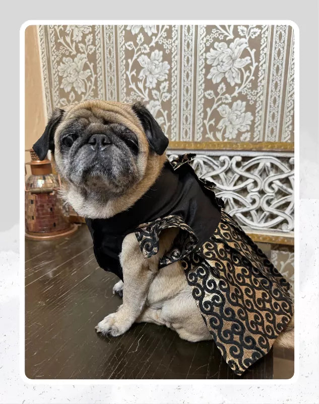 Elegant Black & Gold Suit/Lehenga Choli for Pets for All Special Occasions and Weddings