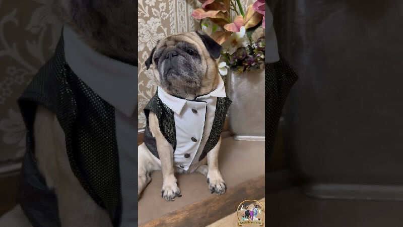 Black Shimmer Tuxedo | Dog Tuxedo | Pet Tuxedo | Formal Suit for Dogs, Cats & Pets | Wedding, Party & Special Occasion Outfit