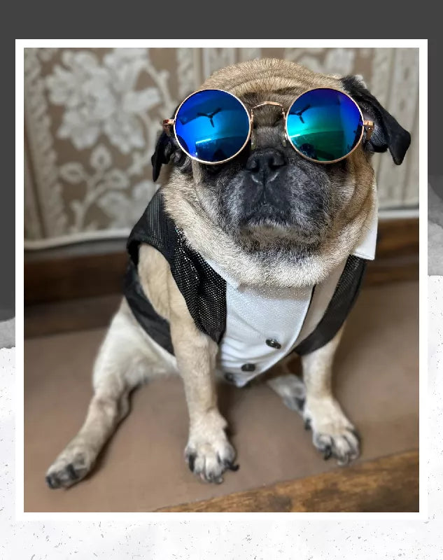 Black Shimmer Tuxedo | Dog Tuxedo | Pet Tuxedo | Formal Suit for Dogs, Cats & Pets | Wedding, Party & Special Occasion Outfit