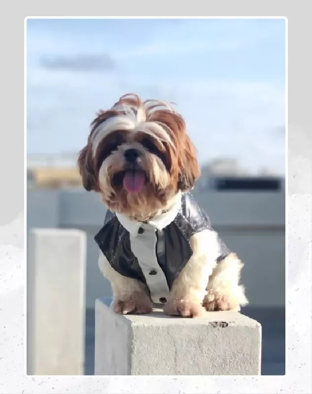 Black Shimmer Tuxedo | Dog Tuxedo | Pet Tuxedo | Formal Suit for Dogs, Cats & Pets | Wedding, Party & Special Occasion Outfit