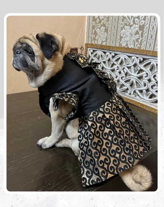 Elegant Black & Gold Suit/Lehenga Choli for Pets for All Special Occasions and Weddings