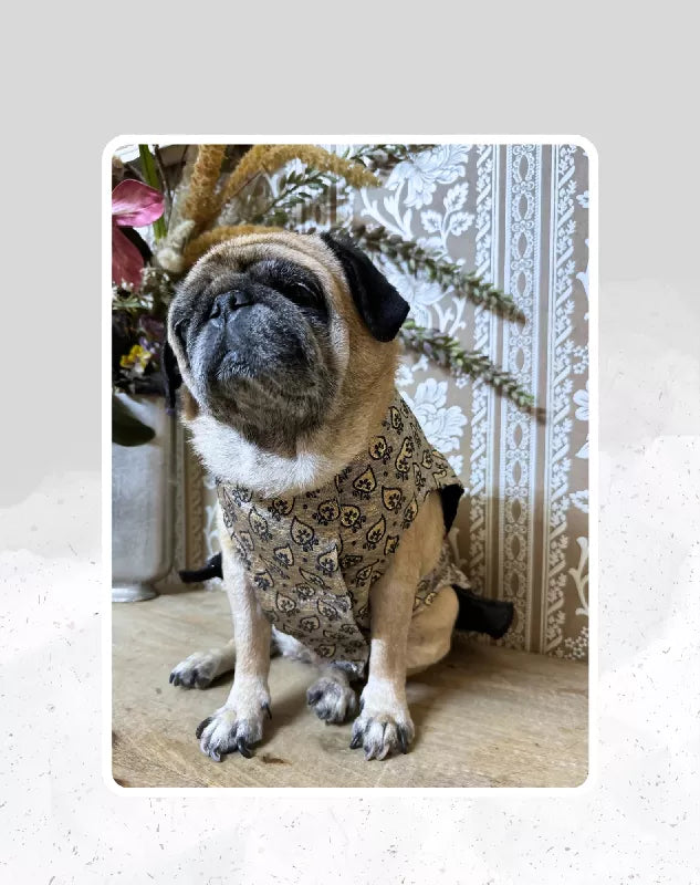 Grey and Black Lehenga for Dogs & Cats | Dog Lehenga | Pet Lehenga Choli | Indian Dress for Dogs, Cats & Pets | Traditional Wedding & Festival Outfit