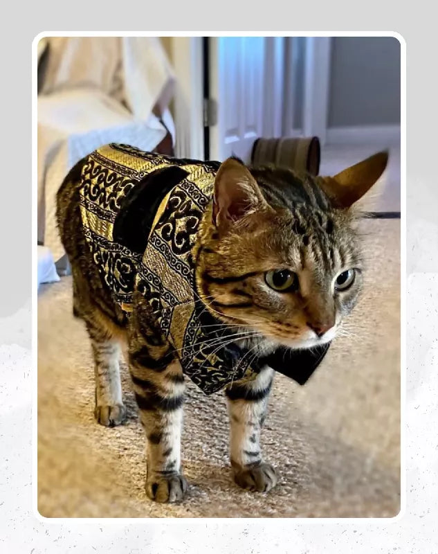 Black Sherwani with Gold Embroidery Work | Ethnic Kurta Sherwani for Dog, Cat and Puppy | Ethnic Wear | Mehendi - Dress - Party - Diwali - Wedding Wear