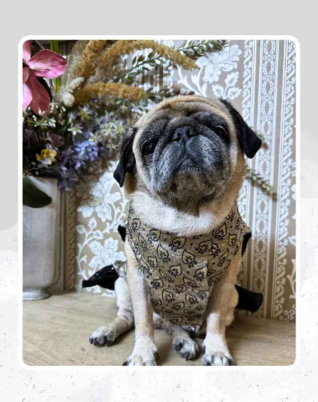 Grey and Black Lehenga for Dogs & Cats | Dog Lehenga | Pet Lehenga Choli | Indian Dress for Dogs, Cats & Pets | Traditional Wedding & Festival Outfit