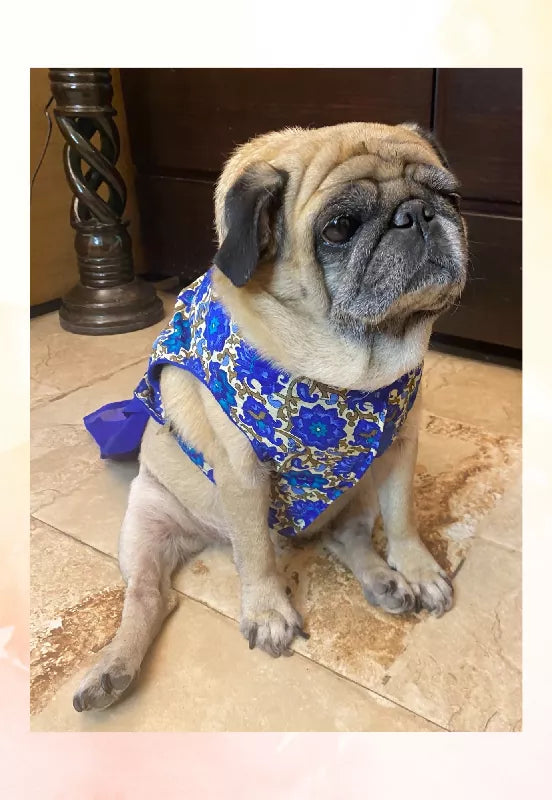 Classy Blue Dhoti Kurta for Dogs & Cats | Dog Dhoti Kurta | Pet Dhoti Kurta | Indian Ethnic Dress for Dogs, Cats & Pets | Traditional Festival & Wedding Outfit