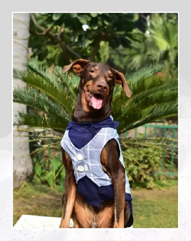 Blue Denim Tuxedo | Dog Tuxedo | Pet Tuxedo | Formal Suit for Dogs, Cats & Pets | Wedding, Party & Special Occasion Outfit