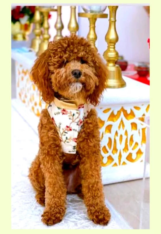 Beige Sherwani With Multicolour Floral Work | Ethnic Jacket | Dress - Party - Winter - Wedding Wear for Dog, Cat and Puppy