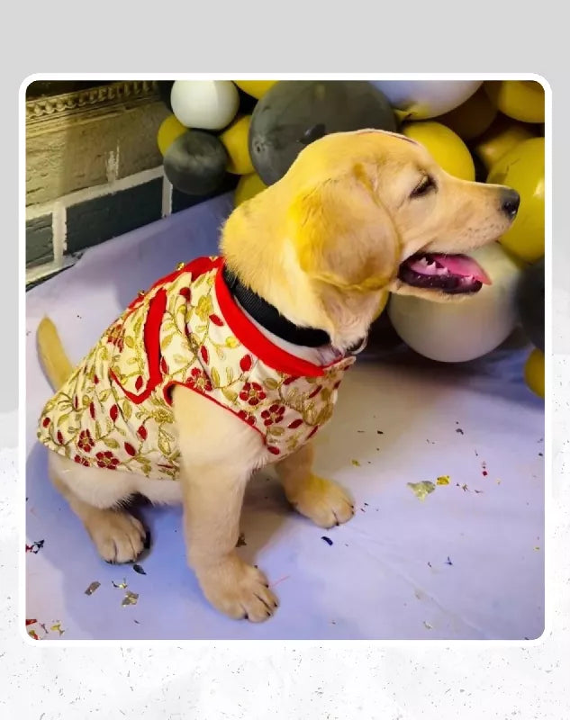 Gold Sherwani For Dogs & Cats - Festive wear with Gold & Red embroidery | Ethnic Kurta Sherwani for Dog, Cat and Puppy | Ethnic Wear | Mehendi - Dress - Party - Diwali - Wedding Wear