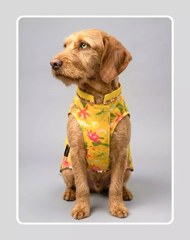 Yellow Floral Sherwani for Dogs & Cats | Ethnic Kurta Sherwani for Dog, Cat and Puppy | Ethnic Wear | Mehendi - Dress - Party - Diwali - Wedding Wear