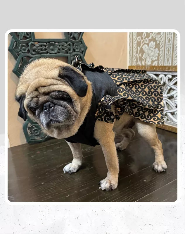 Elegant Black & Gold Suit/Lehenga Choli for Pets for All Special Occasions and Weddings