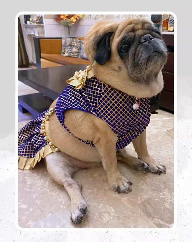 Blue & Gold Lehenga Choli for Dogs & Cats | Dog Lehenga | Pet Lehenga Choli | Indian Dress for Dogs, Cats & Pets | Traditional Wedding & Festival Outfit