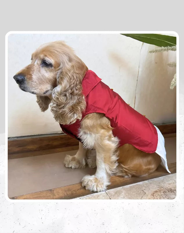 Dog Veshti Kurta | Pet Veshti Kurta | South Indian Dress for Dogs, Cats & Pets | Traditional Ethnic Wear