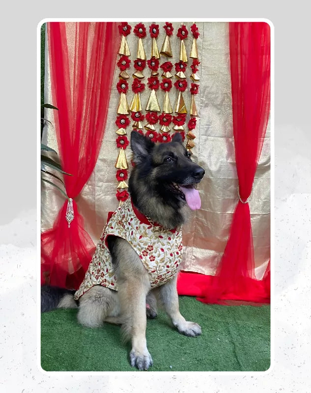 Gold Sherwani For Dogs & Cats - Festive wear with Gold & Red embroidery | Ethnic Kurta Sherwani for Dog, Cat and Puppy | Ethnic Wear | Mehendi - Dress - Party - Diwali - Wedding Wear