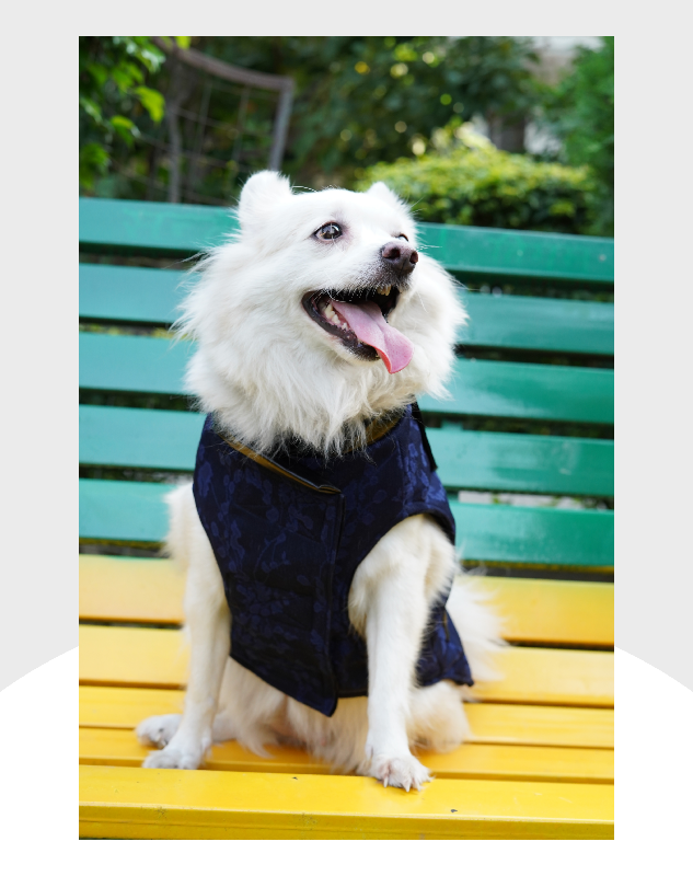 Jacquard Blue and Black Tuxedo | Dog Tuxedo | Pet Tuxedo | Formal Suit for Dogs, Cats & Pets | Wedding, Party & Special Occasion Outfit