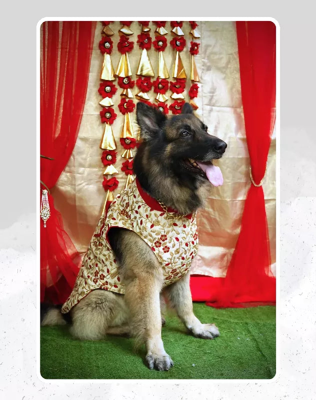 Gold Sherwani For Dogs & Cats - Festive wear with Gold & Red embroidery | Ethnic Kurta Sherwani for Dog, Cat and Puppy | Ethnic Wear | Mehendi - Dress - Party - Diwali - Wedding Wear