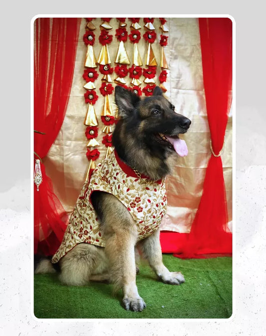 Gold Sherwani For Dogs & Cats - Festive wear with Gold & Red embroidery | Ethnic Kurta Sherwani for Dog, Cat and Puppy | Ethnic Wear | Mehendi - Dress - Party - Diwali - Wedding Wear